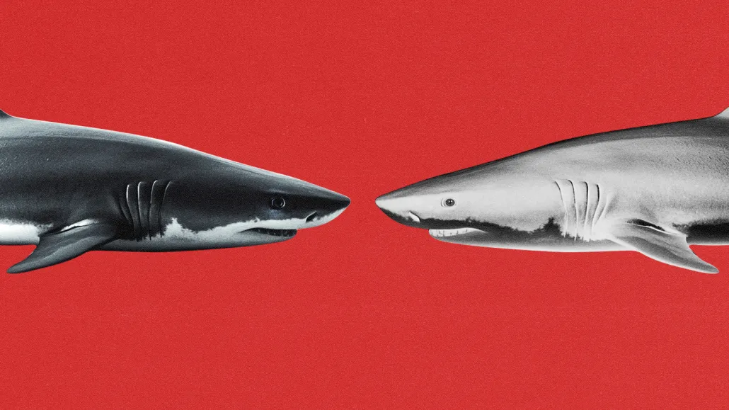sharks that are nose to nose with a red background
